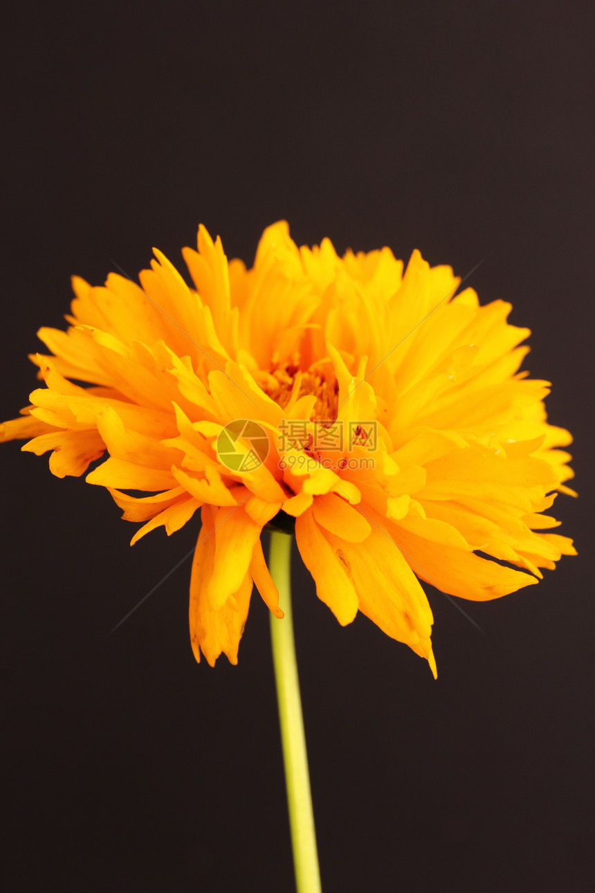 金鸡菊黄色植物花瓣花园菊科图片