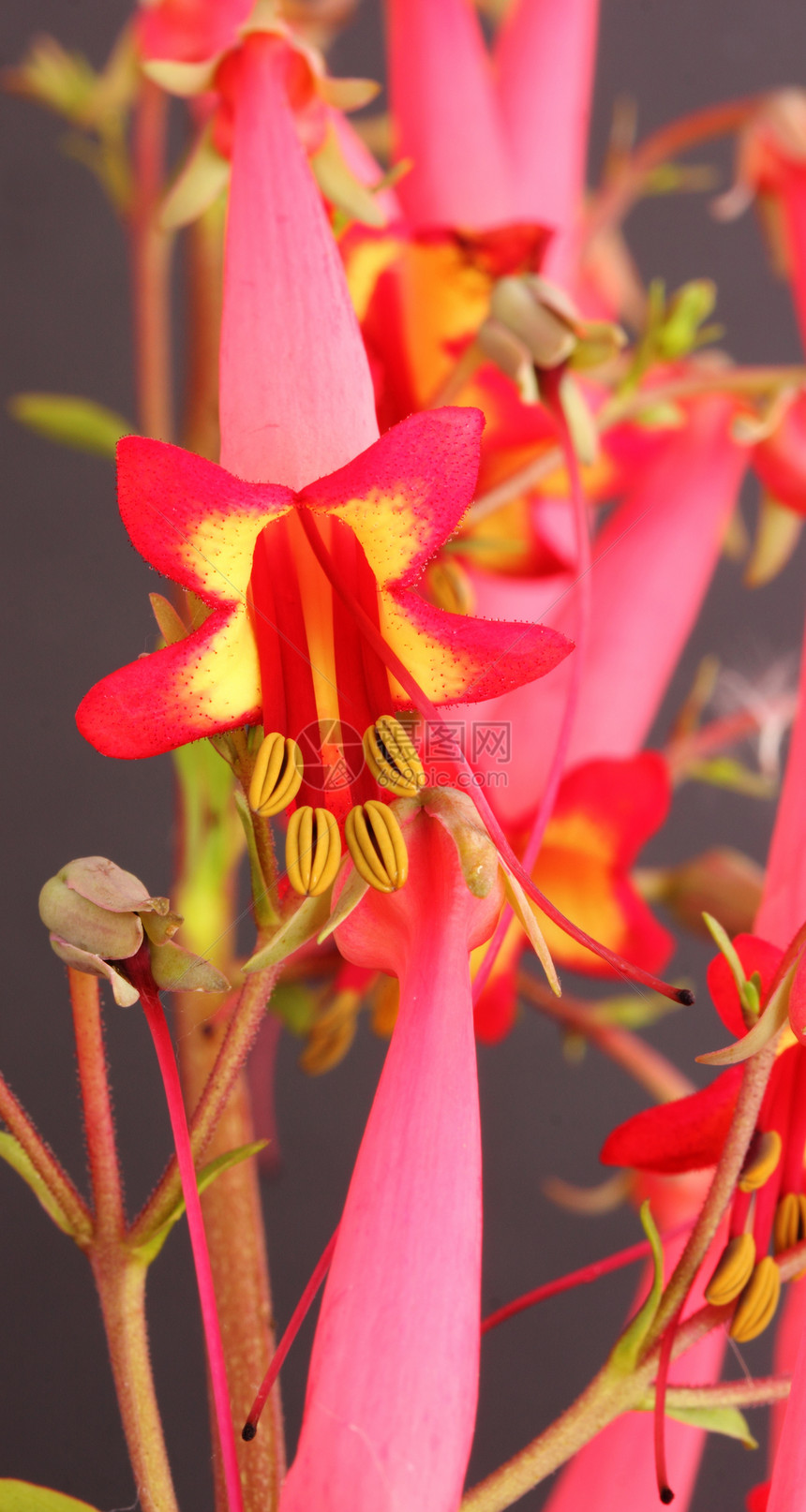 Penstemon 笔尖雄蕊花瓣花园粉色植物花粉图片