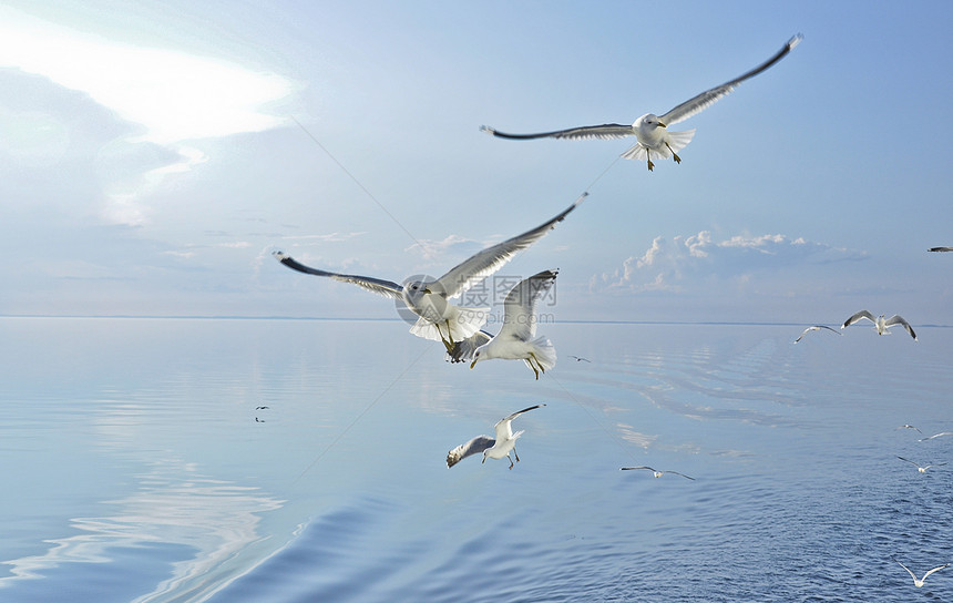 海鸥旅行翅膀鸟类飞行自由图片