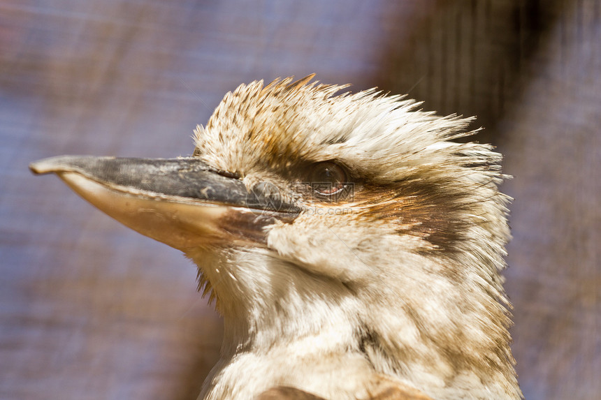 欢笑的Kookaburra爆头野生动物棕色荒野图片