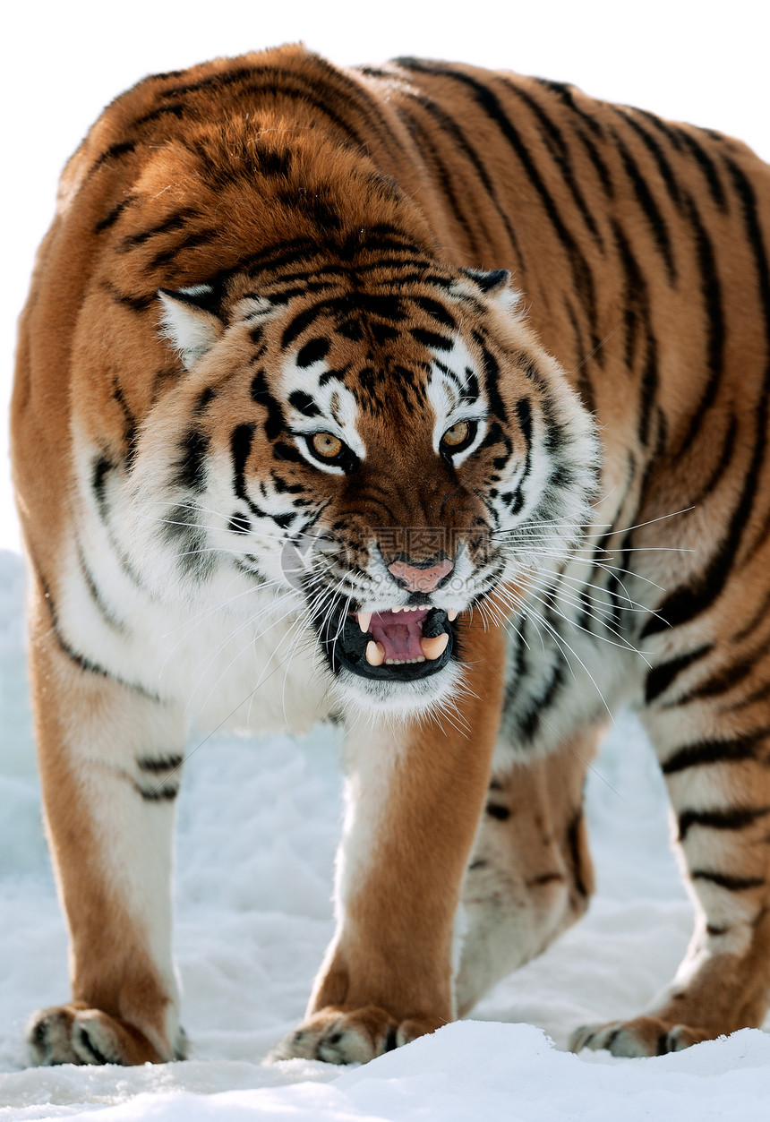 西伯利亚虎咆哮牙齿条纹危险荒野捕食者食肉生长老虎动物野猫图片