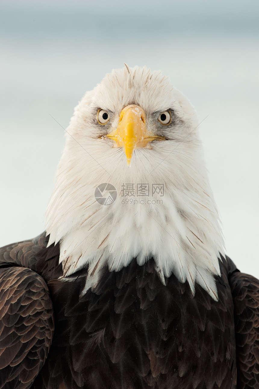 近距离接近秃鹰的肖像动物群自由国家眼睛羽毛濒危鸟类海藻停留季节图片