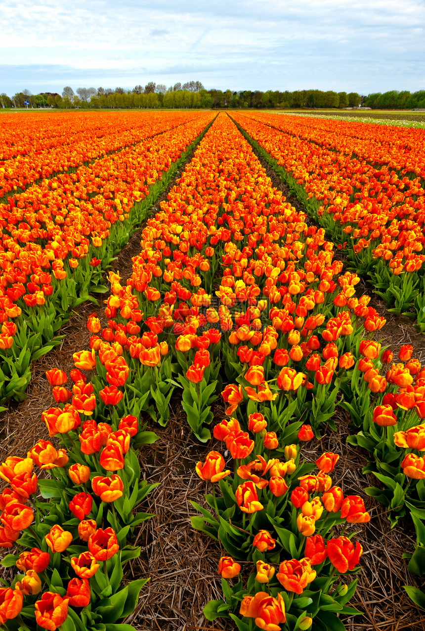 Tullips 字段农田百合农场种植园天空农村生长土地地面收成图片