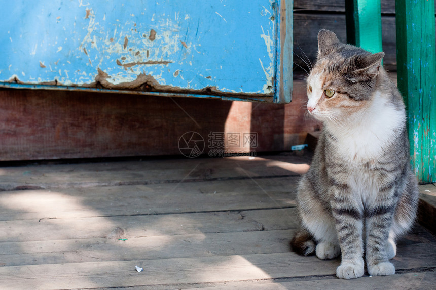 坐着猫水平灰色木头姿势阴影晴天棕色虎斑小屋动物图片