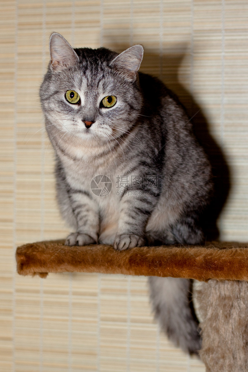 Crey 篮球猫棕色架子猫科动物宠物头发灰色角落虎斑姿势图片