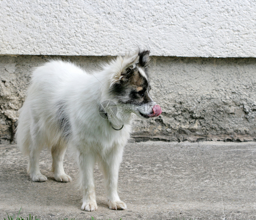 无家可归的狗狗街道机动性针状宠物动物概念福利感觉情绪主题图片