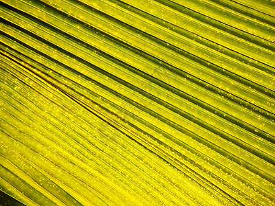 树叶纹理植物学叶子热带植物线条环境香蕉墙纸绿色背景图片