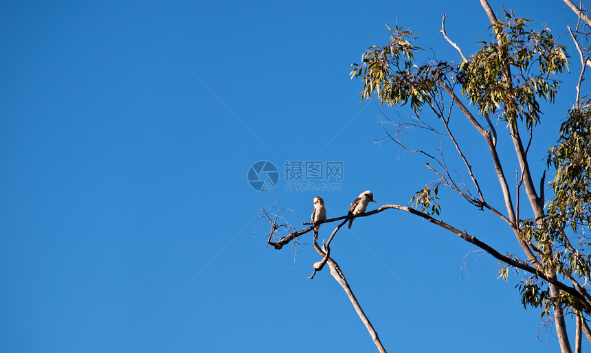 澳大利亚口香糖树上的Kookaburra鸟图片