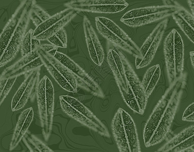 澳大利亚树胶叶绿色背景的澳大利亚树胶叶图案背景图片