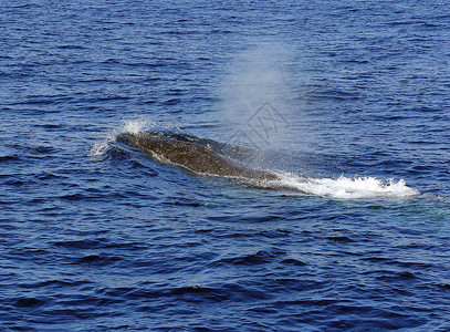 白鲸鱼鲸鱼表面露骨白羊膜黑色蓝色荒野动物哺乳动物座头鲸海洋磷虾迁移野生动物背景