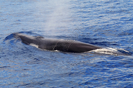 鲸鱼表面露骨白羊膜生活白色盘子海洋座头鲸磷虾母亲蓝色野生动物尾巴背景图片