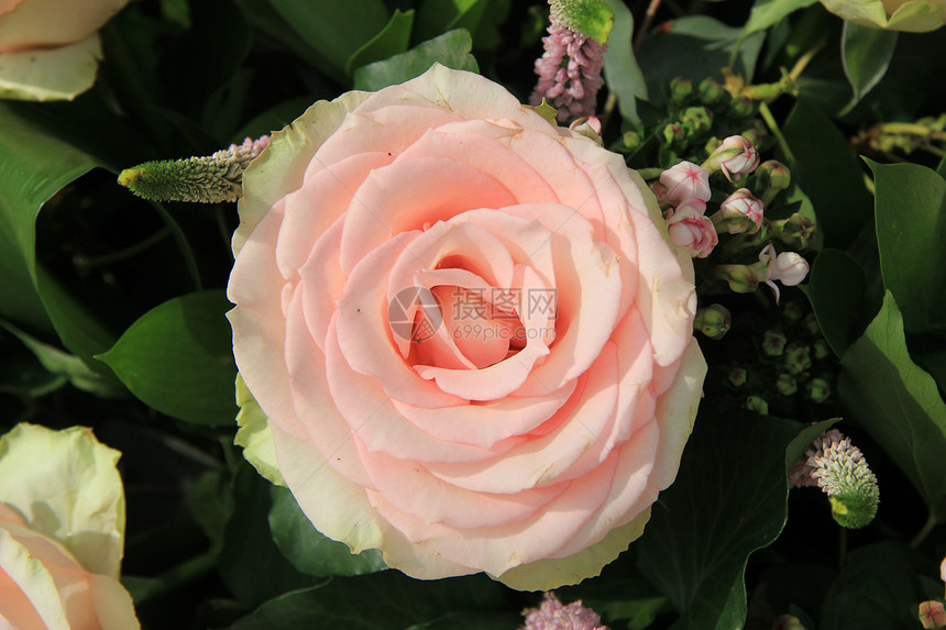 粉红玫瑰花店阳光植物学粉色绿色植物花瓣植物群花束花朵图片