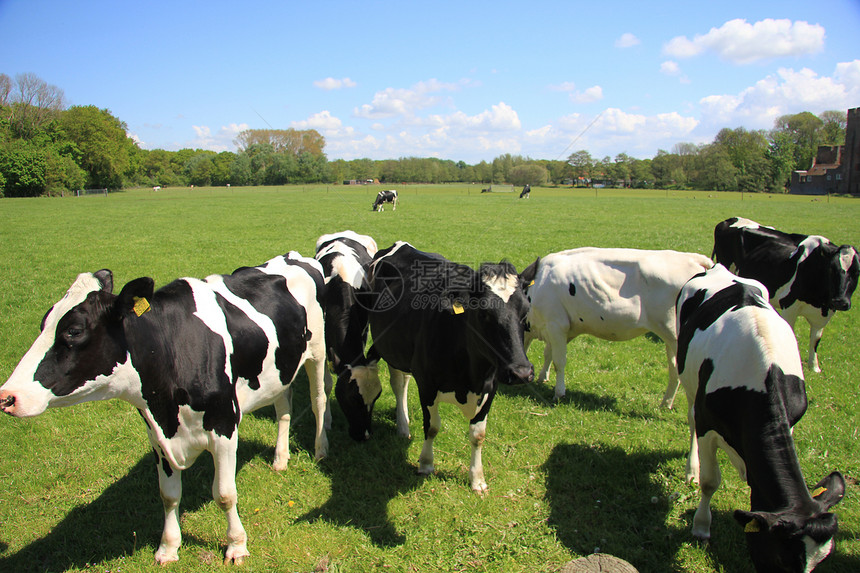牛在阳光明媚的草地上场地牧场耳朵收成生产牛奶哺乳动物黑色农业农村图片