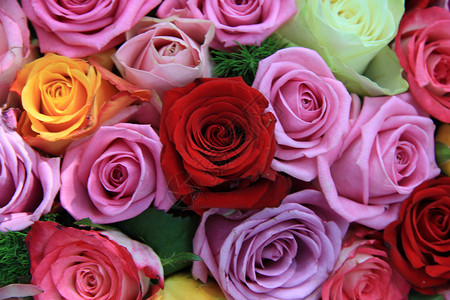 混合玫瑰花植物学花朵紫色花束玫瑰白色花店红色植物植物群背景图片