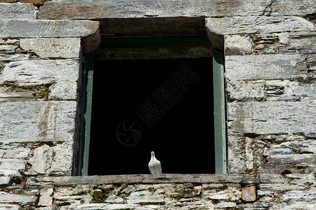 白鸽子栖息壁架鸽子石头白色窗台绿色建筑背景图片