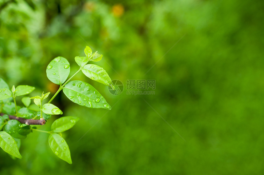 绿色叶子 自然新鲜细节桌面树木团体花园背景植物脉络边界墙纸公园图片