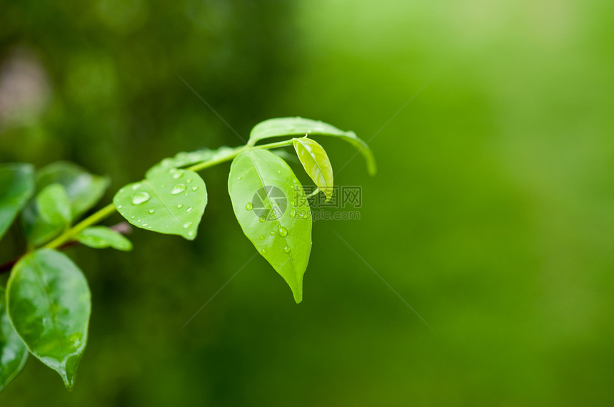 绿色叶子 自然新鲜细节宏观水滴植物植物学绿叶公园脉络边界背景墙纸图片