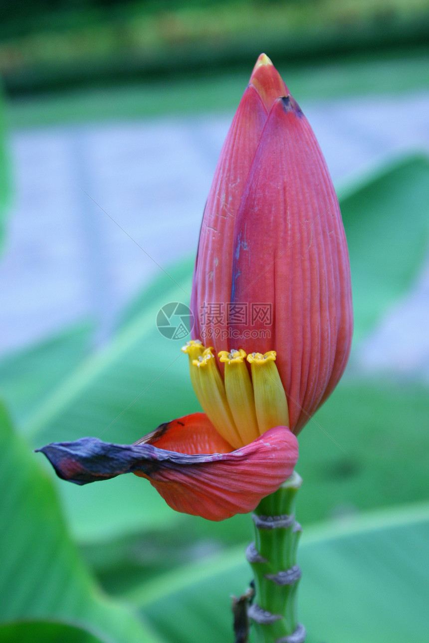 香蕉花水果植物花园绿色植物旅行生长种植园甜点气候农场图片