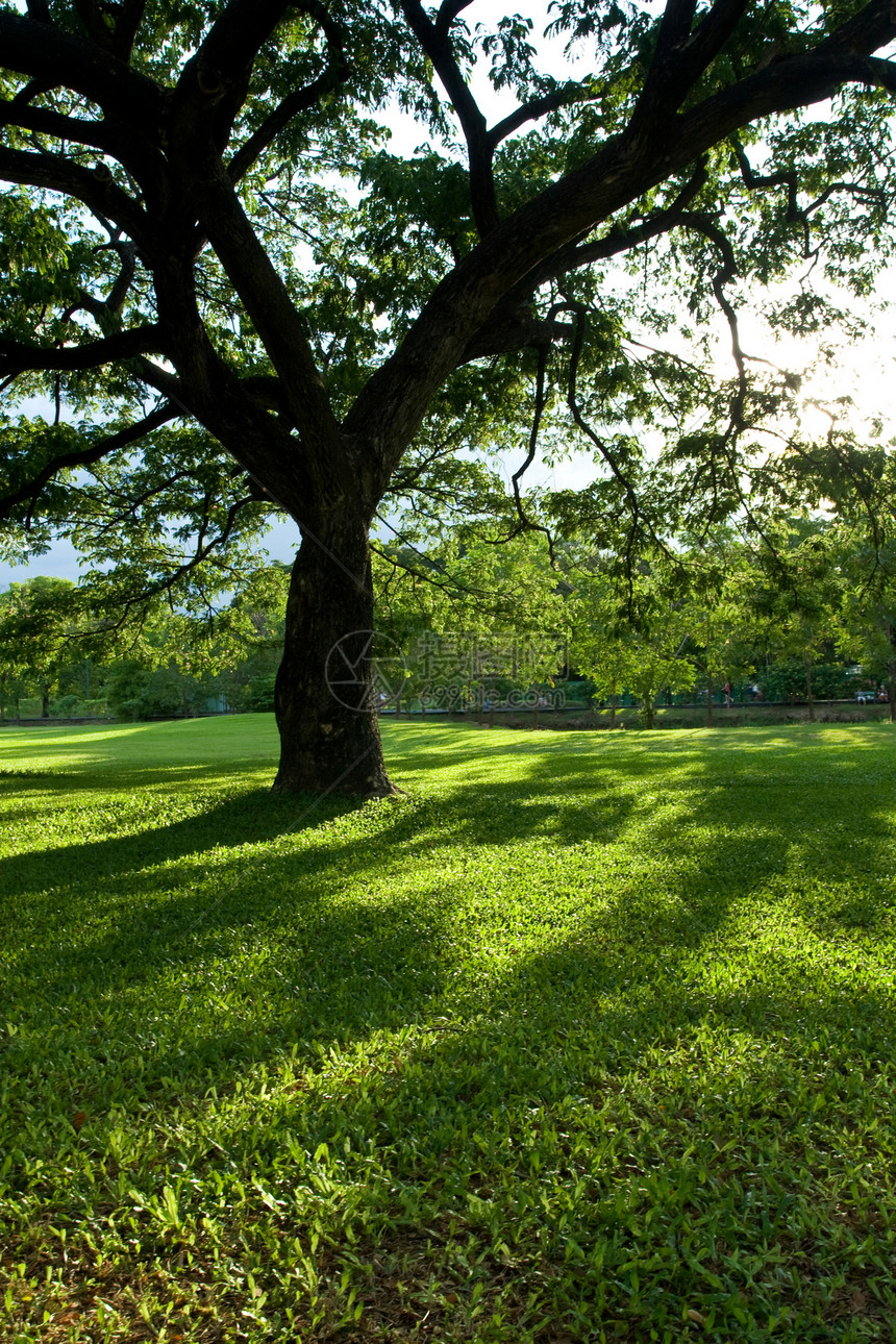 绿公园环境背光阴影投掷日落光束太阳光树干森林晴天图片
