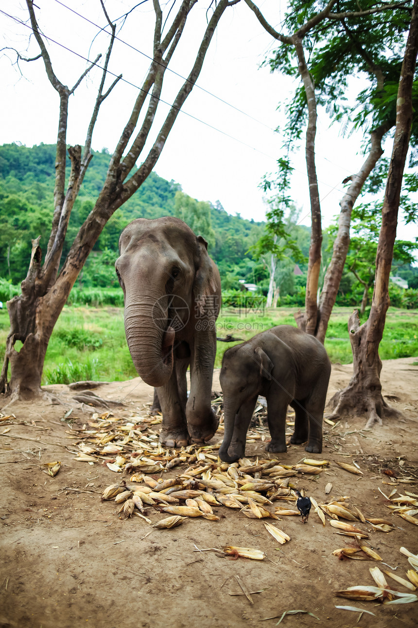 婴儿大象和母亲玩耍 吃地上的玉米瀑布哺乳动物鼻子荒野树干皮肤动物野生动物力量旅行图片