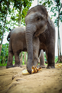 国家有力量婴儿大象在玩耍 吃地上的玉米力量哺乳动物丛林小牛鼻子动物友谊国家荒野树干背景