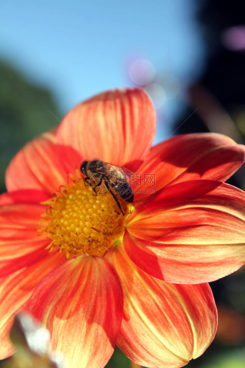 有蜜蜂的花蜜花粉蜂蜜蓝色天空绿色宏观植物群季节白色昆虫图片