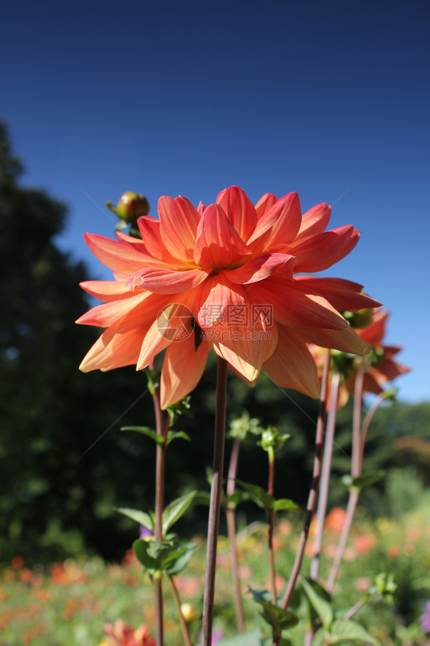 有蜜蜂的花蜜公园宏观蜂蜜橙子黄色花瓣植物群昆虫叶子植物图片