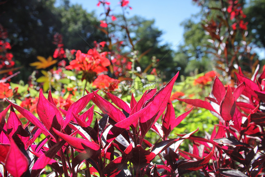 红花草地和蓝天空草原蓝色阳光公园环境天气晴天风景植物群叶子图片
