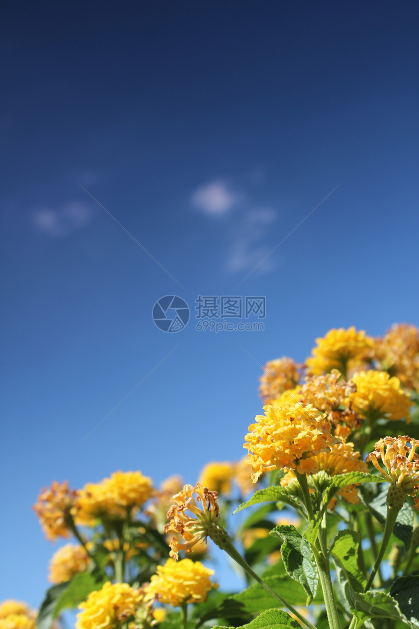 黄黄花草地和蓝天空晴天植物地平线环境自由紫色城市蓝色叶子天气图片