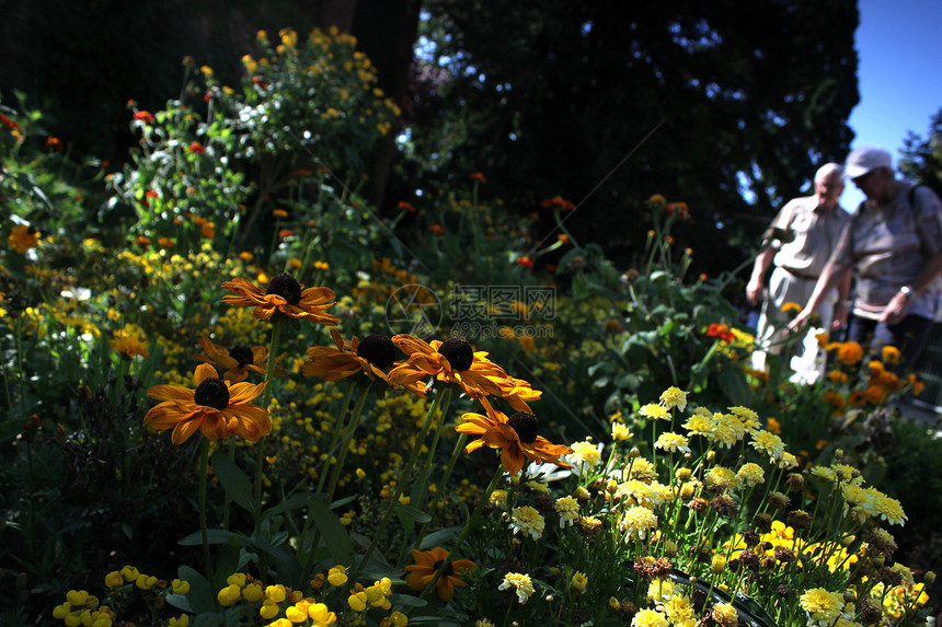 公园的夏季草原叶子艺术天空植物阳光季节晴天蓝色太阳背景图片