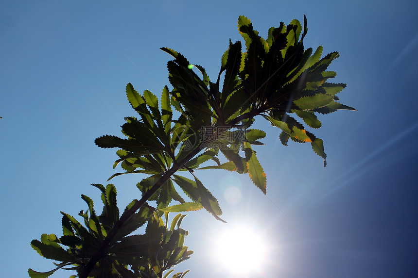 夏日的太阳和植物图片