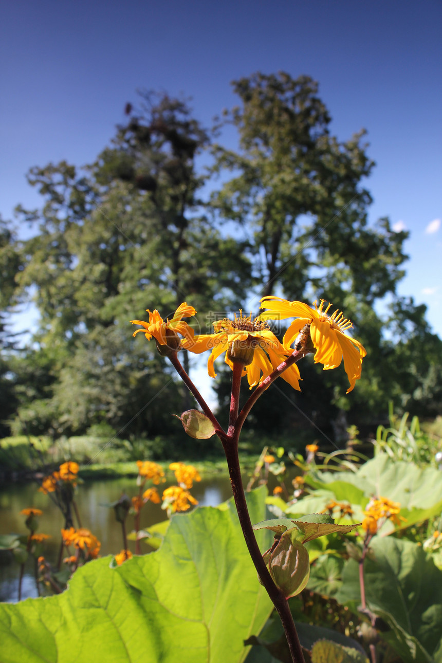 池塘的黄夏花图片