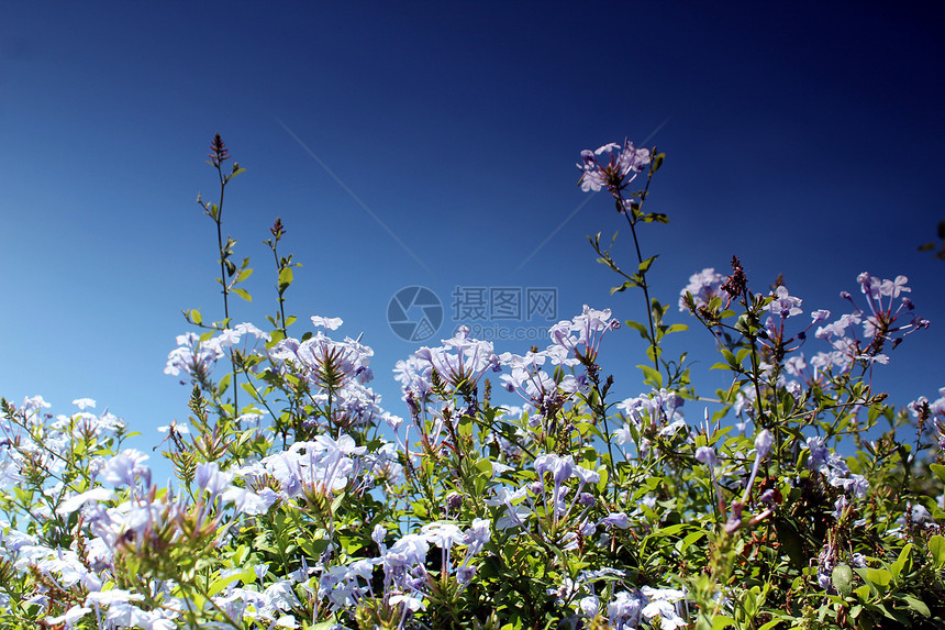 蓝花草地和蓝天空自由风景城市农田天气植物群蓝色环境草原太阳图片