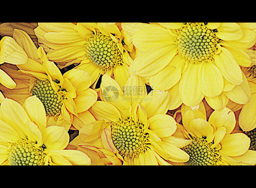 Daisy花朵显微镜植物群黄色花瓣绿色园艺花园雏菊常年草坪叶子图片