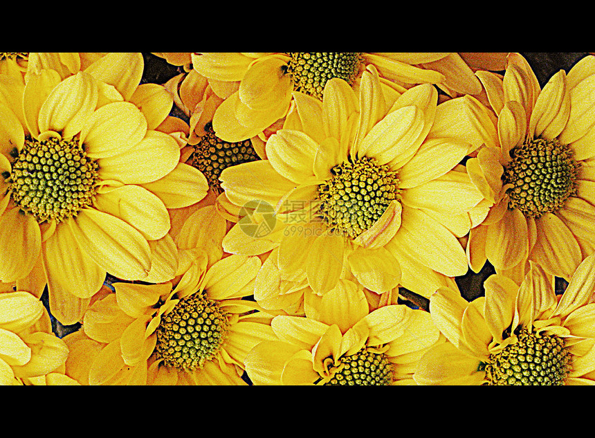 Daisy花朵显微镜花园常年草坪雏菊绿色叶子花瓣黄色植物群园艺图片