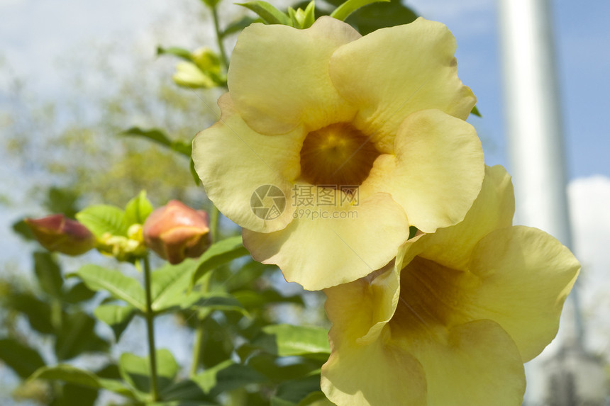 阿拉曼花朵阳光树叶植物藤蔓花园香味叶子黄色喇叭热带图片