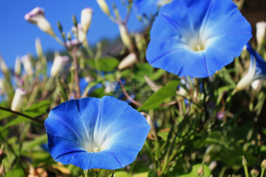 蓝花蓝色植物园丁热带爬行者藤蔓钟楼美丽花园图片