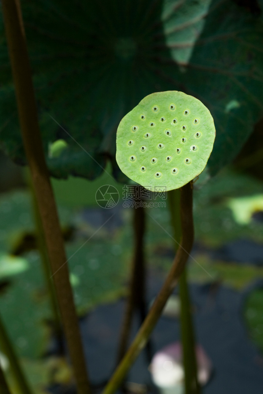莲花波百合热带绿色美丽植物群种子水果植物学植物图片