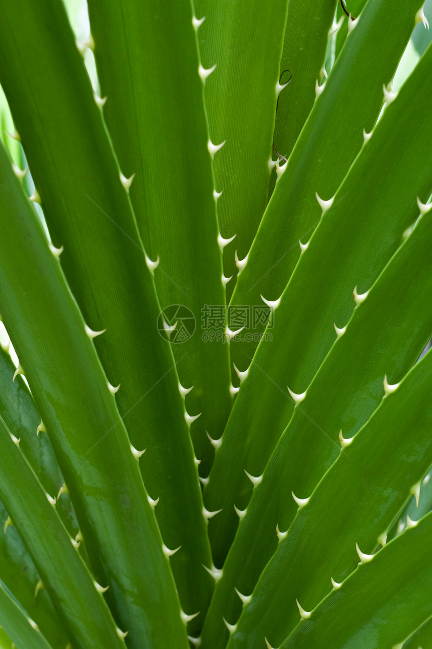 带 Thorns 的绿叶花园生长植物学药品园艺保湿房子宏观培育愈合图片