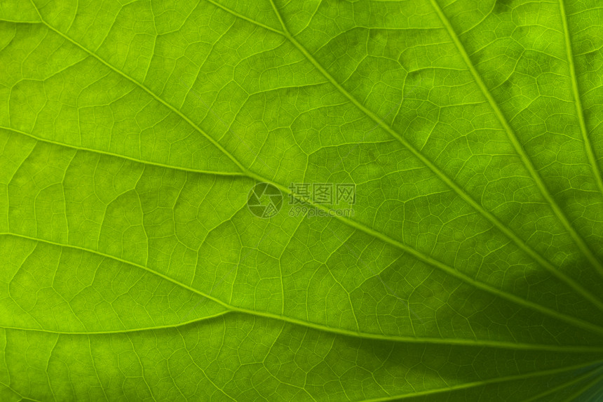 绿叶质叶子细胞阳光宏观生态活力植物群植物生物学静脉图片