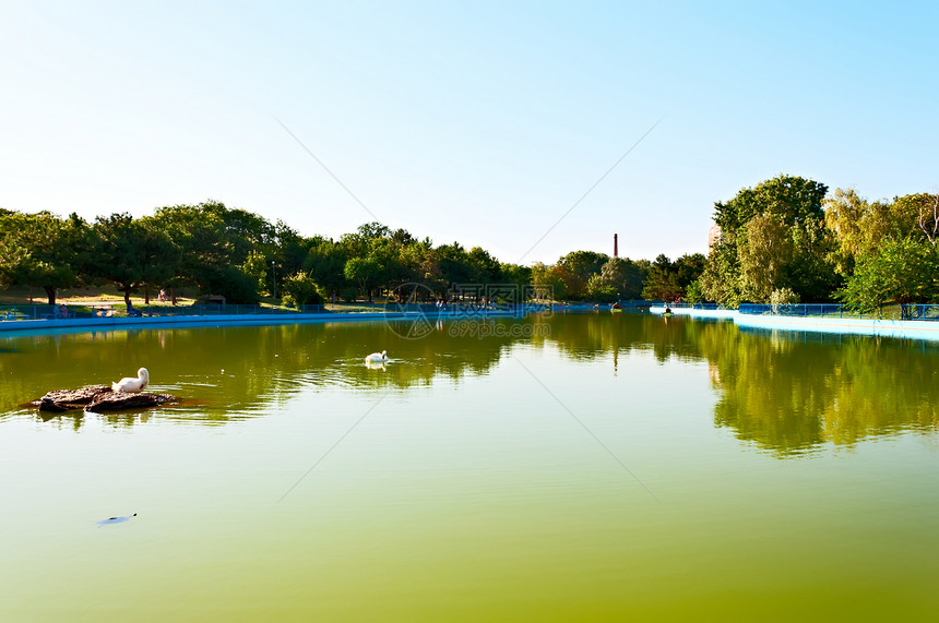 Pond 视图植物反射池塘男性花园羽毛荒野太阳天鹅公园图片