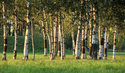 夏夏青生林桦树风景叶子树木树林森林阳光植物树干季节背景图片