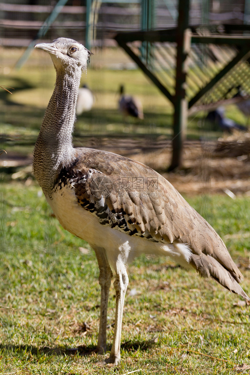 Kori 布斯斯塔德野生动物蝗科白色大鸟棕色大眼睛灰雁动物图片