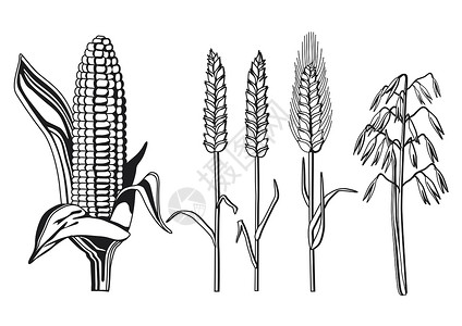 玉米品种谷物品种插画