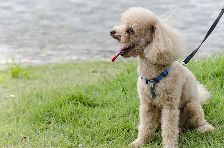 贵宾犬卷曲宠物玩具棕色小狗绿色跑步草地动物舌头背景图片