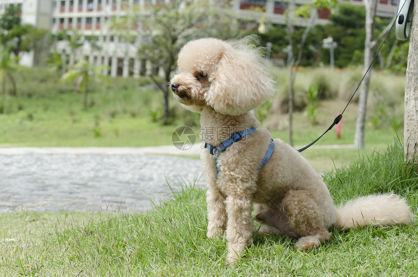 贵宾犬宠物棕色跑步绿色草地舌头卷曲小狗动物玩具图片