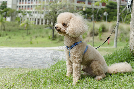 棕色贵宾犬贵宾犬宠物棕色跑步绿色草地舌头卷曲小狗动物玩具背景