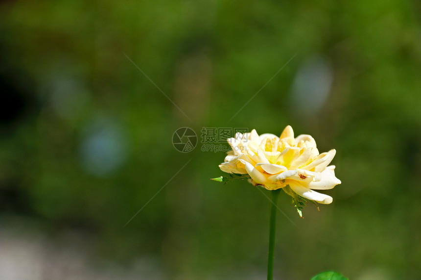 玫瑰 - 黄色仙子图片