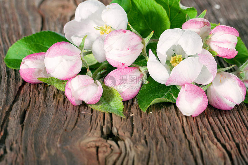 苹果盛开季节乡村白色棕色叶子绿色木头粉色宏观植物群图片