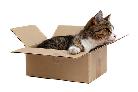 白色纸盒里的小小猫背景图片